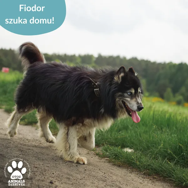 Pies do adopcji, Dąbrówka, 12 czerwca 2025 (5/5)