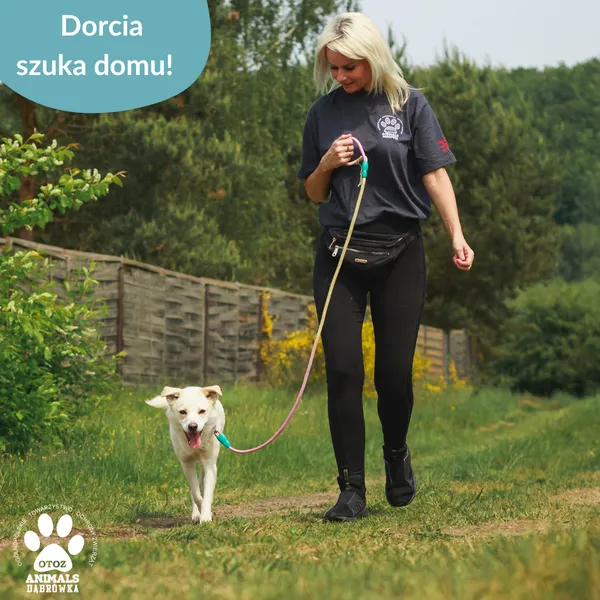 Pies do adopcji, Dąbrówka, 12 czerwca 2025 (1/4)