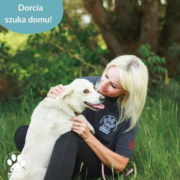 Pies do adopcji, Dąbrówka, 12 czerwca 2025 (2/4)