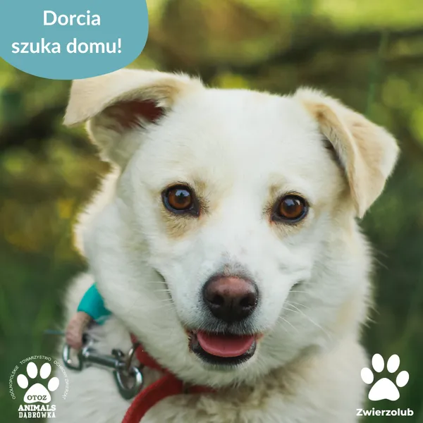 Pies do adopcji, Dąbrówka, 12 czerwca 2025 (4/4)