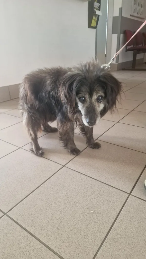 Znaleziono psa, Dobra, 12 czerwca 2025