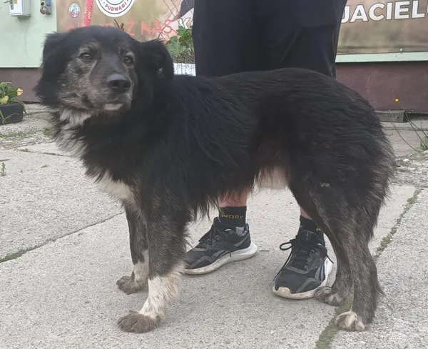 Znaleziono psa, Pieckowo, 12 czerwca 2025 (5/5)