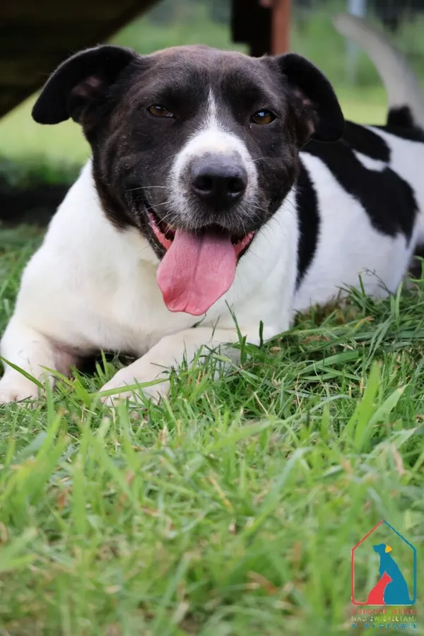 Pies do adopcji, Grudziądz, 12 marca 2021 (1/5)