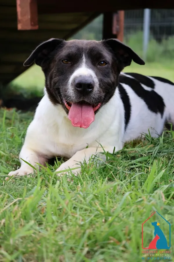 Pies do adopcji, Grudziądz, 12 marca 2021 (2/5)