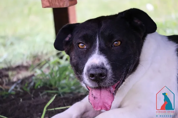 Pies do adopcji, Grudziądz, 12 marca 2021 (4/5)