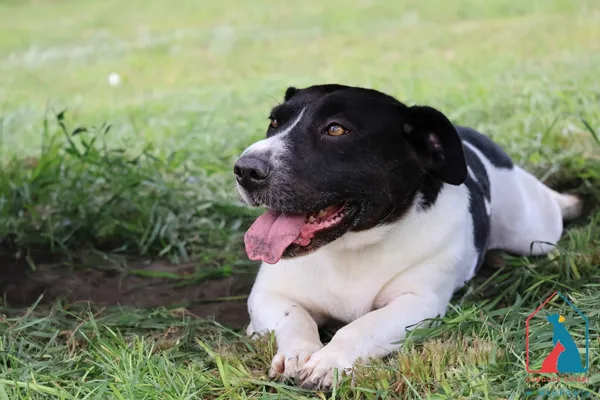 Pies do adopcji, Grudziądz, 12 marca 2021 (5/5)