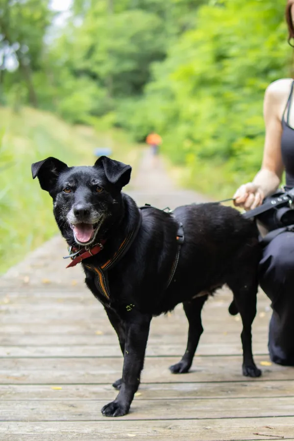 Znaleziono psa, Sosnowiec, 11 czerwca 2025 (1/5)