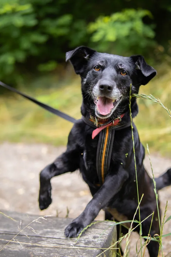 Znaleziono psa, Sosnowiec, 11 czerwca 2025 (2/5)