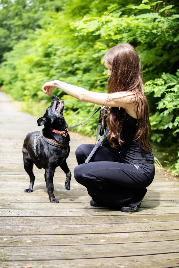 Znaleziono psa, Sosnowiec, 11 czerwca 2025 (3/5)