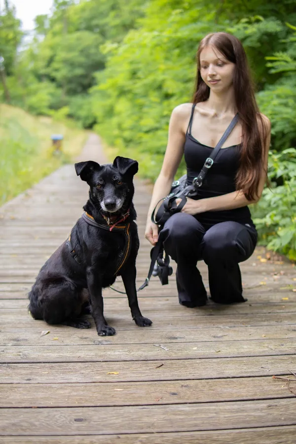 Znaleziono psa, Sosnowiec, 11 czerwca 2025 (4/5)