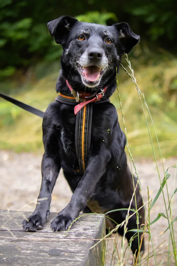 Znaleziono psa, Sosnowiec, 11 czerwca 2025 (5/5)