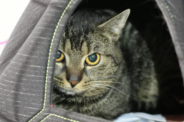 Znaleziono kota, Wałbrzych, 6 czerwca 2025