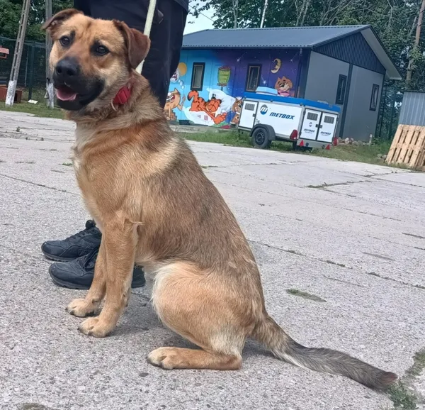 Znaleziono psa, Pieckowo, 10 czerwca 2025 (1/2)