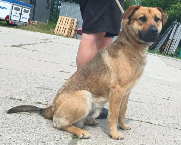 Znaleziono psa, Pieckowo, 10 czerwca 2025 (2/2)