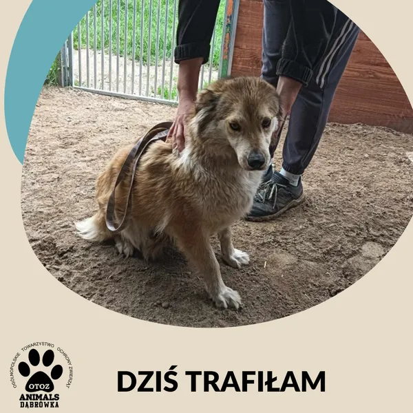 Znaleziono psa, Dąbrówka, 9 czerwca 2025