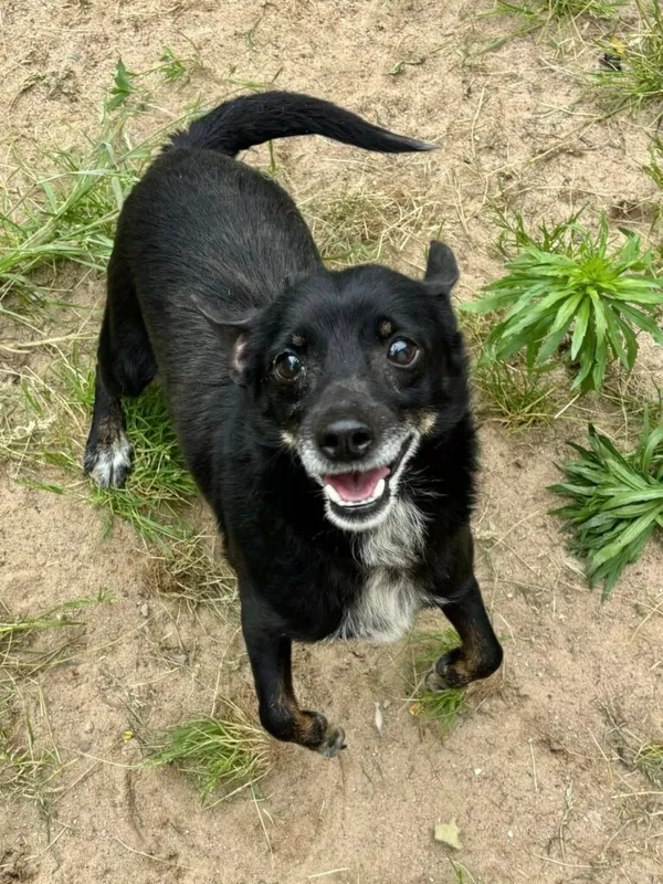 Pies do adopcji, Przyborówko, 15 lipca 2025 (1/4)