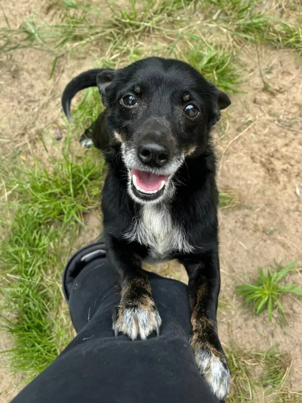 Pies do adopcji, Przyborówko, 15 lipca 2025 (2/4)