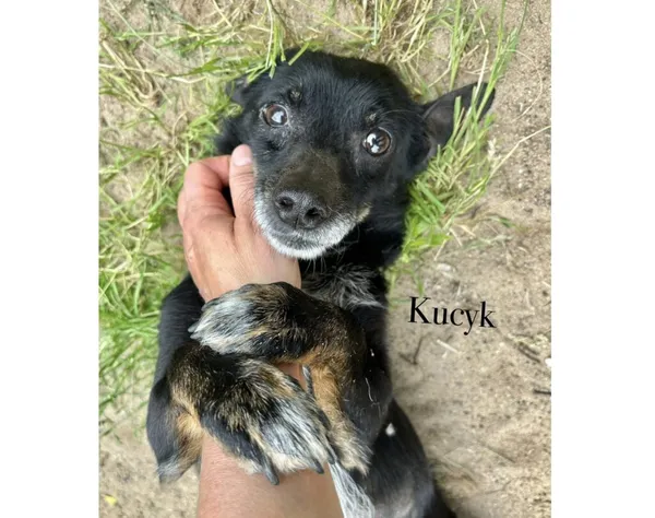 Pies do adopcji, Przyborówko, 15 lipca 2025 (3/4)