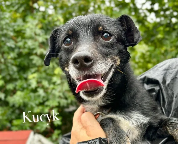 Pies do adopcji, Przyborówko, 15 lipca 2025 (4/4)