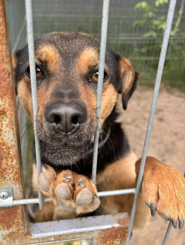 Pies do adopcji, Przyborówko, 28 grudnia 2025 (1/4)