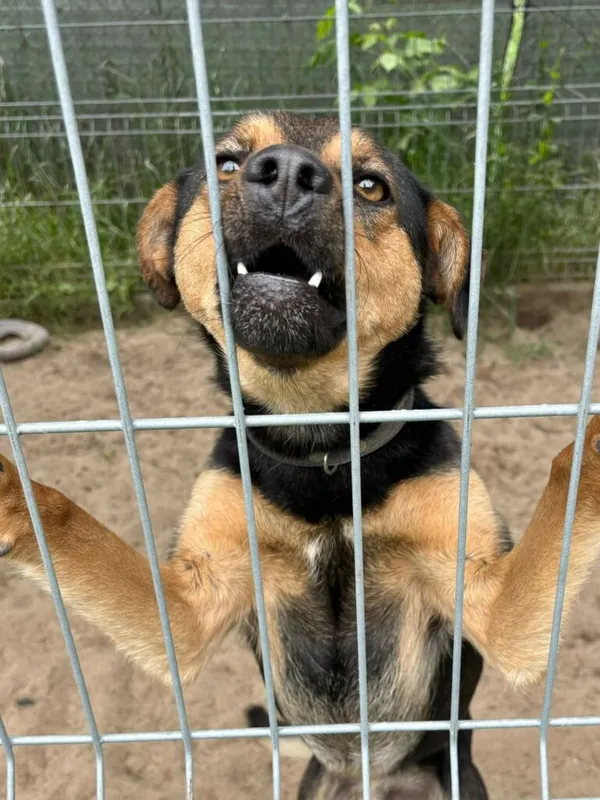 Pies do adopcji, Przyborówko, 28 grudnia 2025 (2/4)