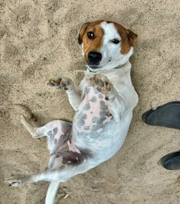 Pies do adopcji, Przyborówko, 12 czerwca 2025 (1/3)