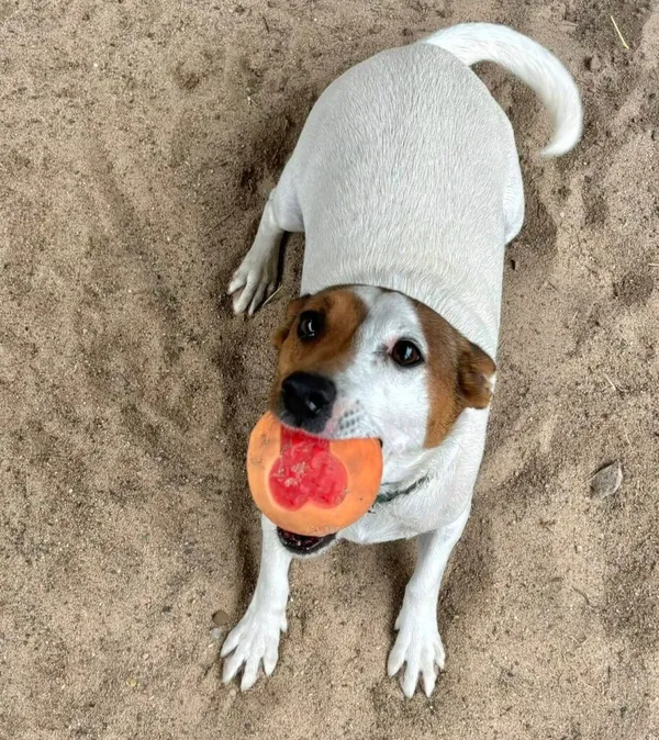 Pies do adopcji, Przyborówko, 12 czerwca 2025 (2/3)