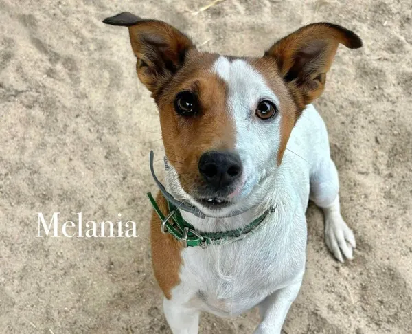 Pies do adopcji, Przyborówko, 12 czerwca 2025 (3/3)