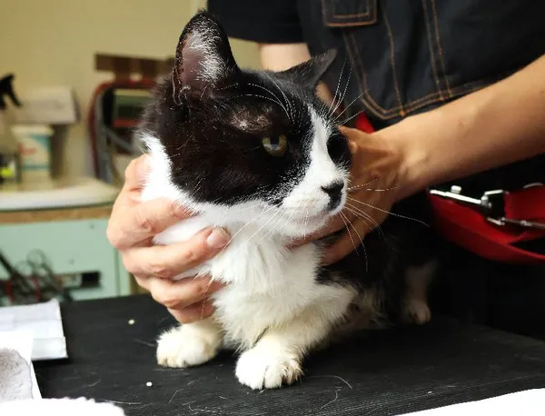 Znaleziono kota, Łódź, 10 czerwca 2025 (1/5)