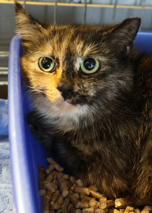 Znaleziono kota, Łódź, 10 czerwca 2025 (1/5)