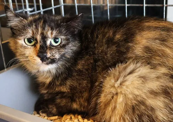 Znaleziono kota, Łódź, 10 czerwca 2025 (4/5)