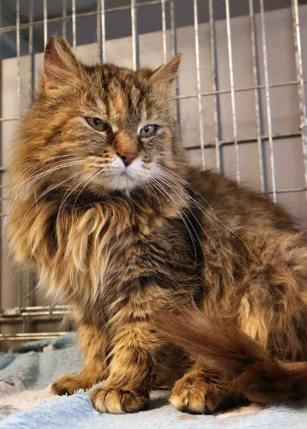 Znaleziono kota, Łódź, 10 czerwca 2025 (1/5)