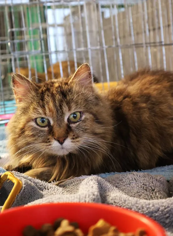 Znaleziono kota, Łódź, 10 czerwca 2025 (2/5)