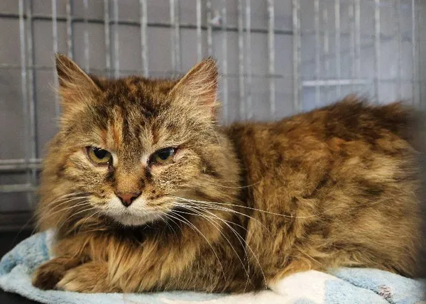 Znaleziono kota, Łódź, 10 czerwca 2025 (3/5)