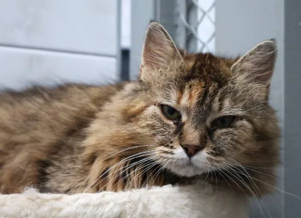 Znaleziono kota, Łódź, 10 czerwca 2025 (5/5)