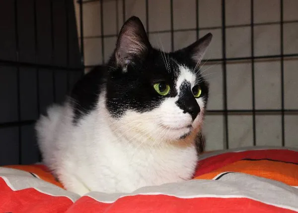 Znaleziono kota, Łódź, 10 czerwca 2025 (1/5)