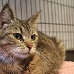 Znaleziono kota