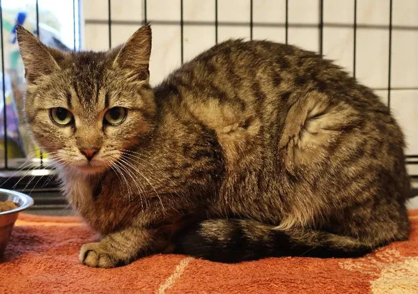 Znaleziono kota, Łódź, 10 czerwca 2025 (5/5)