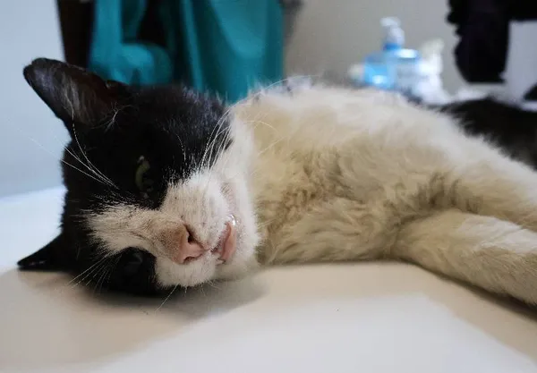 Znaleziono kota, Łódź, 12 czerwca 2025 (1/2)