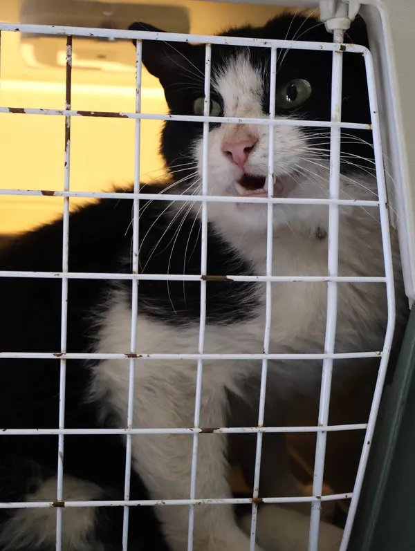 Znaleziono kota, Łódź, 12 czerwca 2025 (2/2)