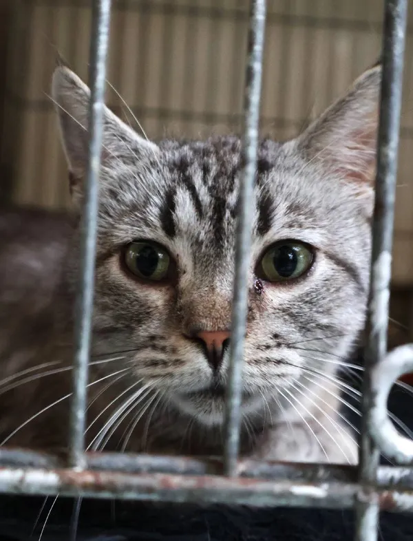 Znaleziono kota, Łódź, 10 czerwca 2025 (4/5)