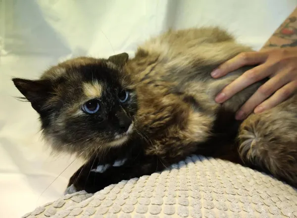 Znaleziono kota, Łódź, 10 czerwca 2025 (2/5)