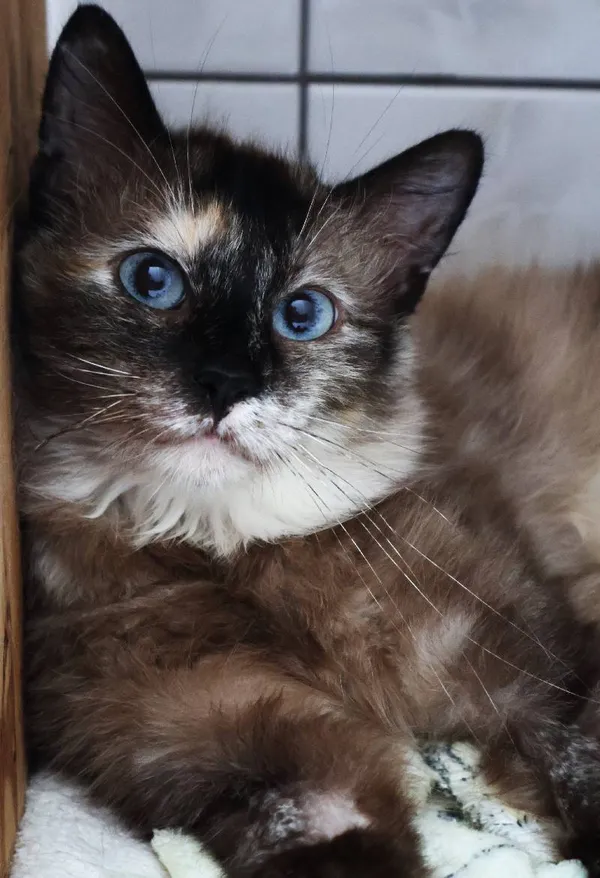 Znaleziono kota, Łódź, 10 czerwca 2025 (4/5)