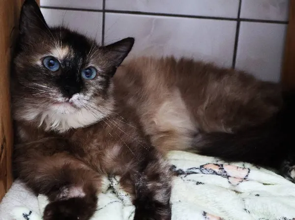 Znaleziono kota, Łódź, 10 czerwca 2025 (5/5)