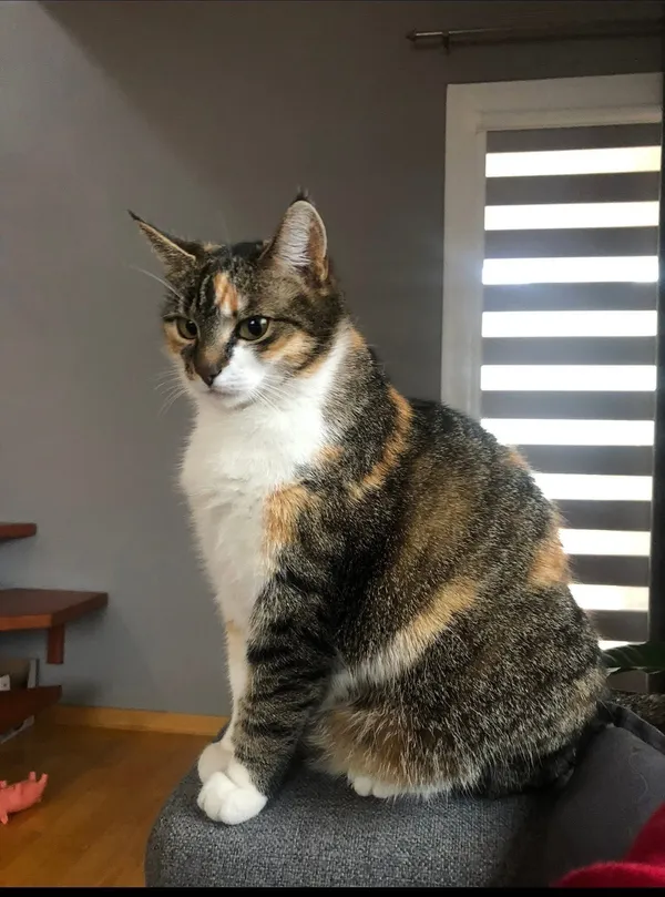 Zaginął kot, Charłupia Mała, 13 czerwca 2025 (1/2)