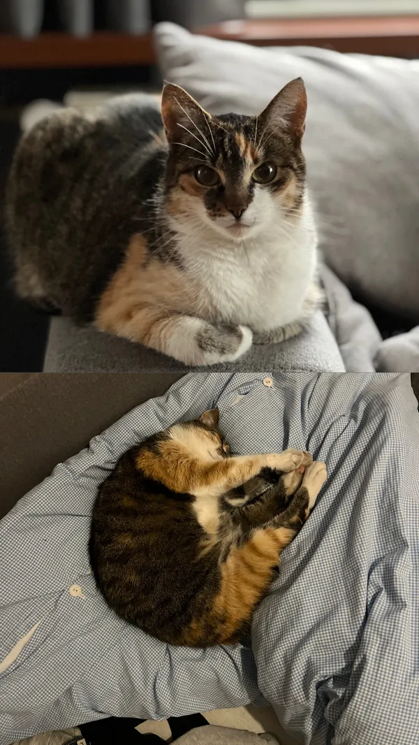 Zaginął kot, Charłupia Mała, 13 czerwca 2025 (2/2)