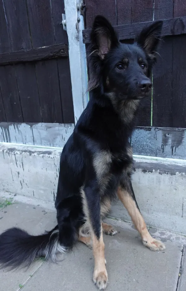 Znaleziono psa, Gdańsk, 13 czerwca 2025