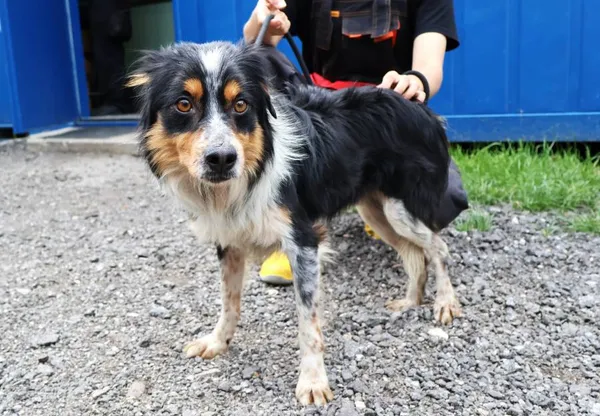 Znaleziono psa, Łódź, 10 czerwca 2025 (2/5)