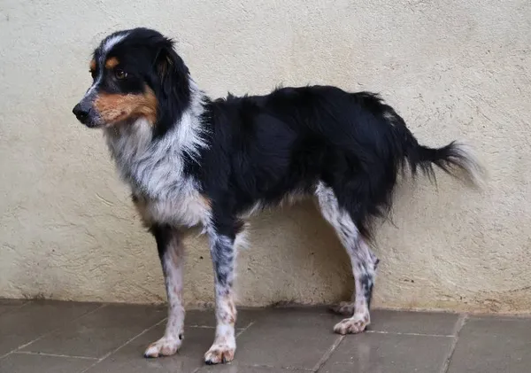 Znaleziono psa, Łódź, 10 czerwca 2025 (4/5)