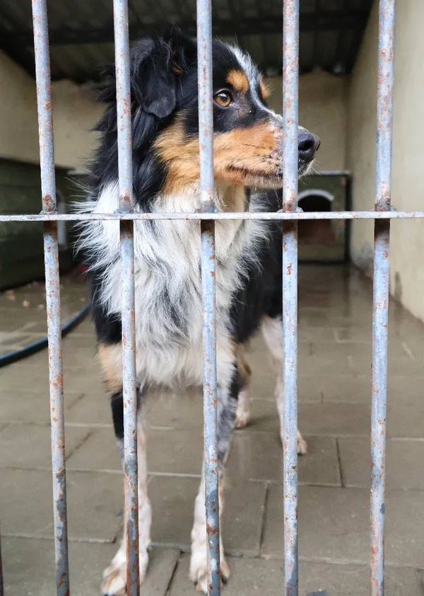 Znaleziono psa, Łódź, 10 czerwca 2025 (5/5)